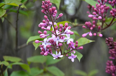 Close-up of pink flowering plant