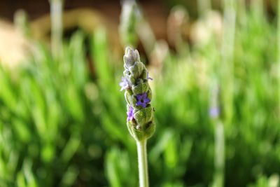 Close-up of purple flower on plant