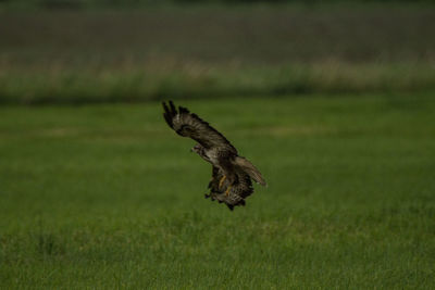 Bird flying over a field