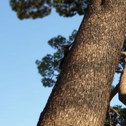 Low angle view of tree trunk against sky