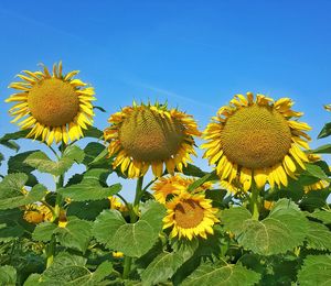 Close-up of yellow sunflower against clear sky