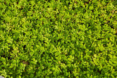 Full frame shot of leaves floating on field