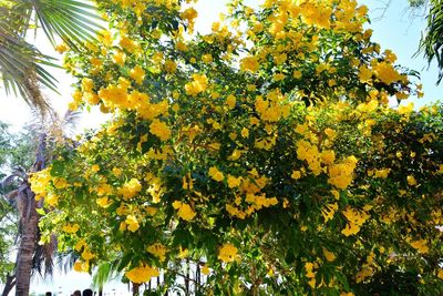 Low angle view of flowering plants against sky