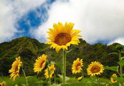 Close-up of yellow flowering plant on field against cloudy sky