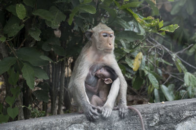 Breastfeeding monkey