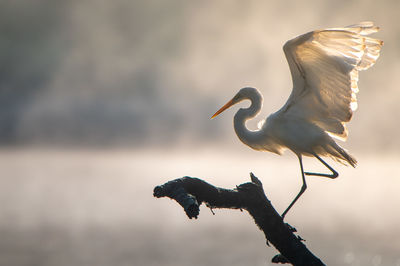 Low angle view of bird flying