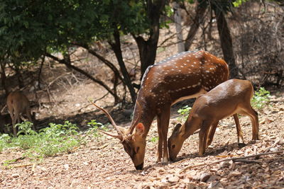 Deer grazing in a field
