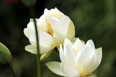 Close-up of white flowering plant