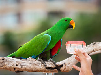 Cropped image of hand holding parrot