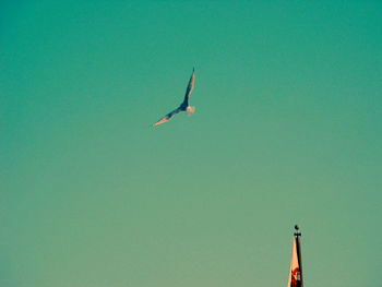 Low angle view of bird flying against clear sky