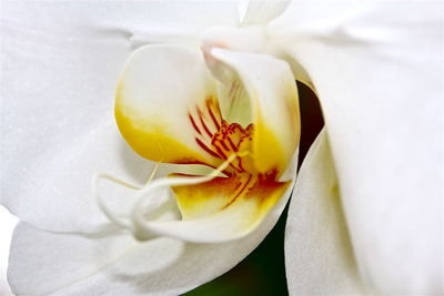 Close-up of white rose flower