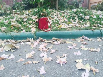 Close-up of fallen autumn leaves