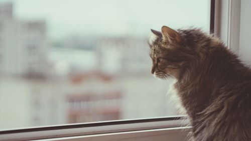 Cat looking through window