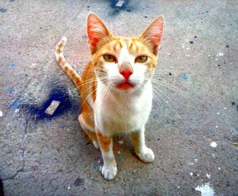 domestic cat, domestic animals, pets, cat, animal themes, one animal, mammal, portrait, looking at camera, feline, whisker, street, high angle view, staring, front view, outdoors, close-up, sitting, alertness, day