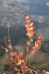 Close-up of plant growing in lake