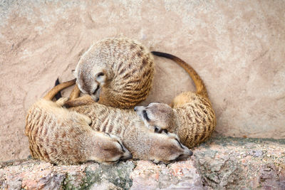 View of an animal sleeping on rock
