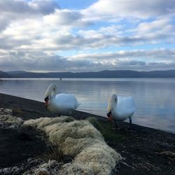 Seagull on a lake