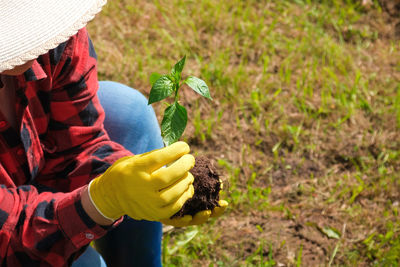 Hand of gardener seedling young vegetable plant in the fertile soil. farmer planting organic peppers