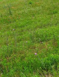 High angle view of grassy field