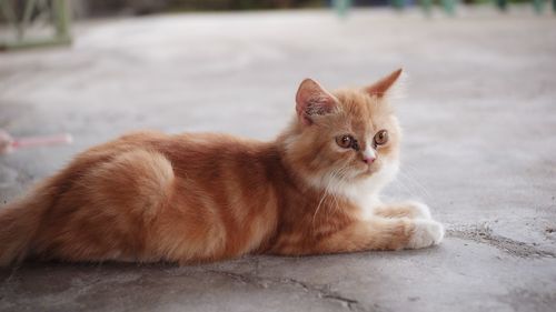 Portrait of cat lying on footpath