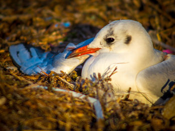 Close-up of bird