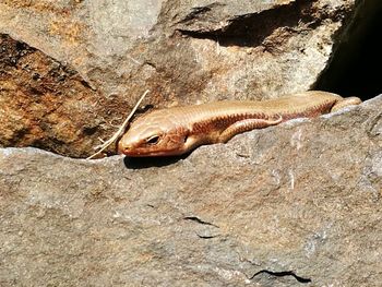 Close-up of lizard on rock