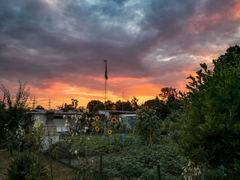 Plants and buildings against sky during sunset