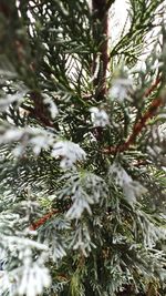 Full frame shot of pine tree during winter