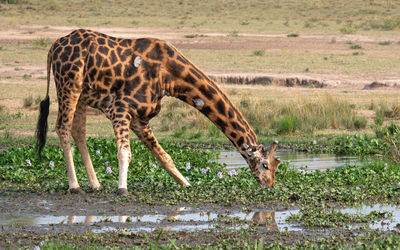 Baringo giraffe, giraffa camelopardalis, murchison falls national park, uganda