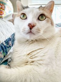 Close-up portrait of a cat