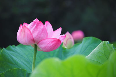 Close-up of pink lotus water lily