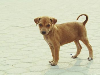 Portrait of puppy on footpath