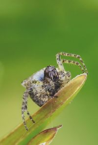 Close-up of insect on leaf