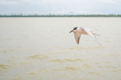 Seagull flying over a sea