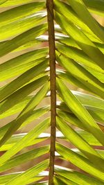 Close-up of palm tree leaves