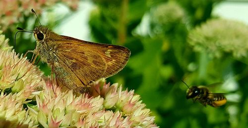 Close-up of butterfly on plant