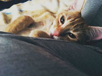 Close-up of cat lying on sofa at home