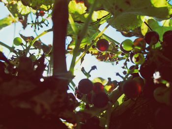 Low angle view of fruits on tree