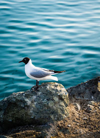 Seagull perching on rock