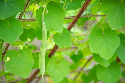 Close-up of insect on leaves