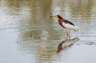 Bird perching on a lake