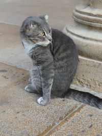 Cat sitting on aub floor