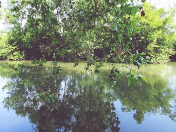 Trees by lake in forest against sky