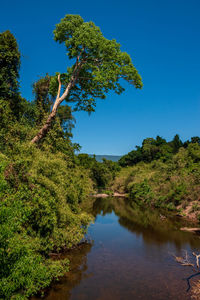 Scenic view of trees against clear blue sky