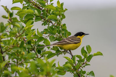 Bird perching on a tree