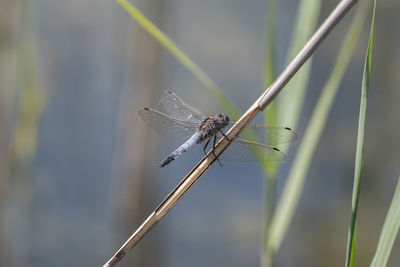 Close-up of dragonfly on plant