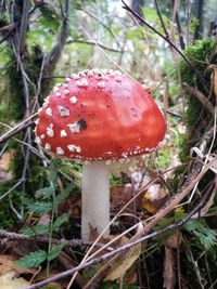 Close-up of fly agaric mushroom on field