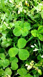 Close-up of wet plants