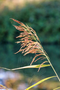 Close-up of stalks in field