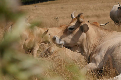 Close-up of cow